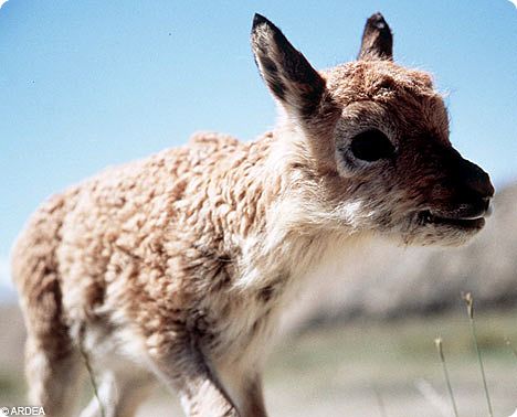 endangered chiru antelope, baby