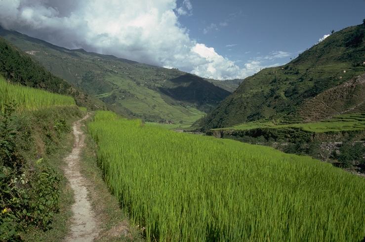Rice field, early on the Everest Trail