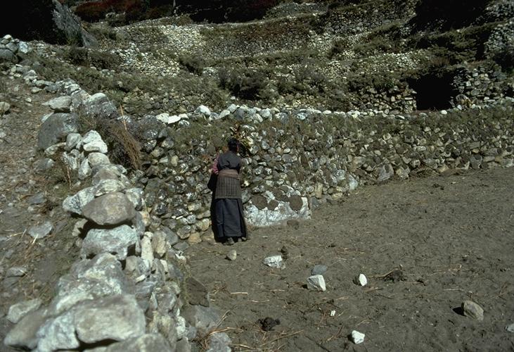 Drying yak dung for fuel in Pangboche
